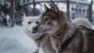 Foto von Herrn Bojidar Garkov